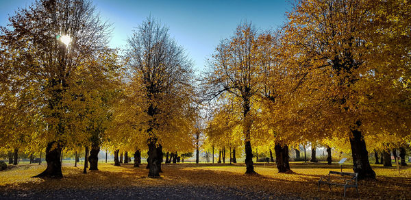 Trees in park during autumn