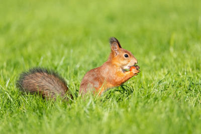 Close-up of squirrel on field