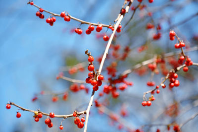 Low angle view of berries on tree