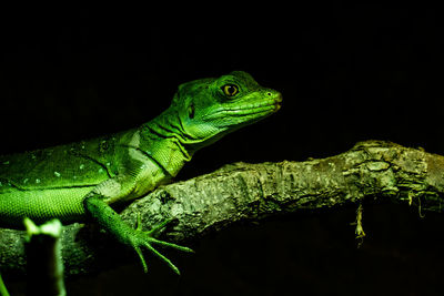 Close-up of green lizard against black background