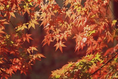 Close-up of maple leaves on tree during autumn