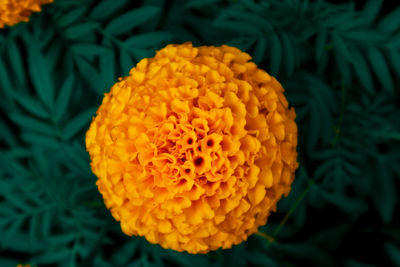 Close-up of orange marigold flower