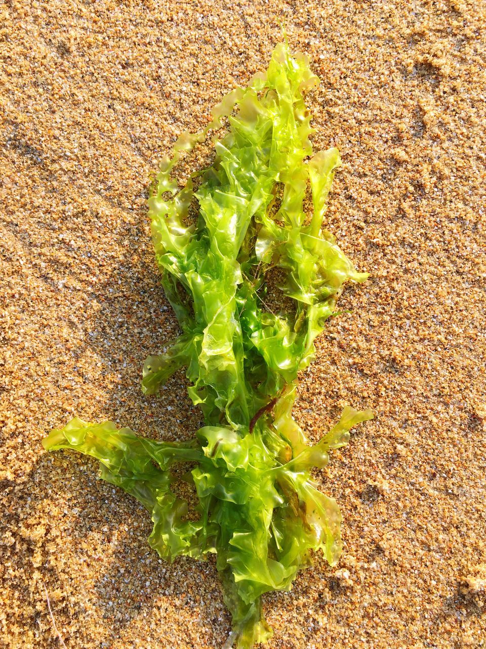 leaf, green color, growth, plant, freshness, high angle view, close-up, nature, food and drink, growing, vegetable, healthy eating, day, no people, green, cactus, outdoors, field, beauty in nature, sunlight