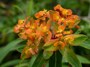 Close-up of yellow flowering plant