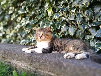 Close-up of cat on retaining wall