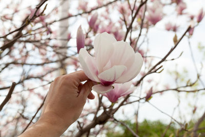 Close-up of hand holding flower on tree