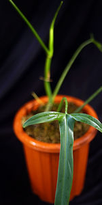 Close-up of orange on plant