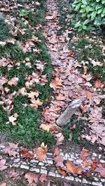 Fallen leaves on ground