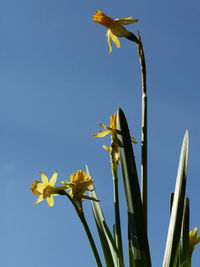 Low angle view of flowering plant against clear blue sky