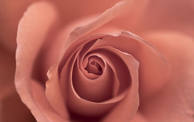 Full frame shot of coral rose