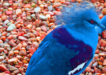 Close-up of birds