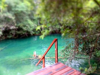 Trees in water