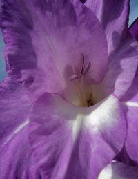 Macro shot of purple flower head