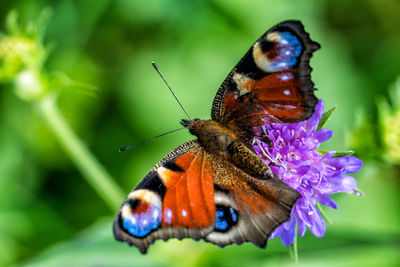 Close-up of butterfly pollinating on purple flower