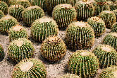 Full frame shot of succulent plant on field