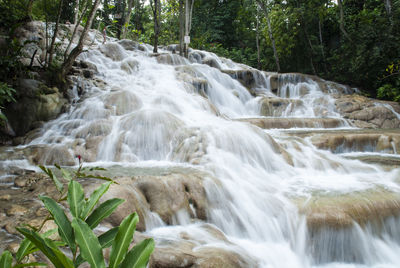 Scenic view of waterfall in forest