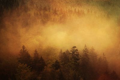 Trees in forest during foggy weather