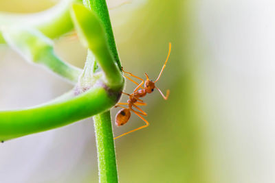 Close-up of ant on plant