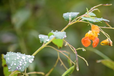 Close-up of water drops on flowers