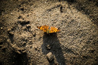Close-up of yellow flowers