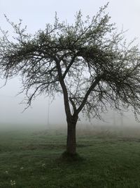 Tree on field against sky