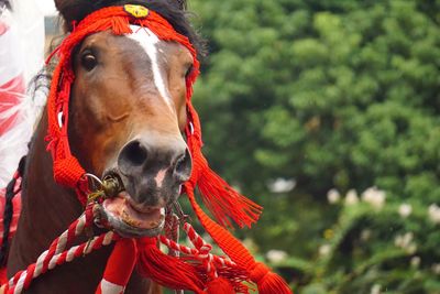 Close-up of a horse