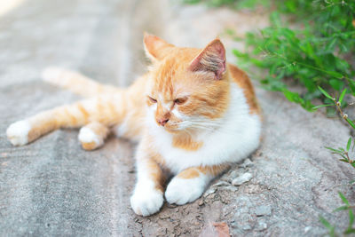 High angle view of a cat