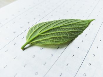 High angle view of green paper