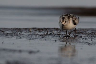 Close-up of a bird on the beach