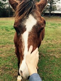Cropped hand touching horse on field