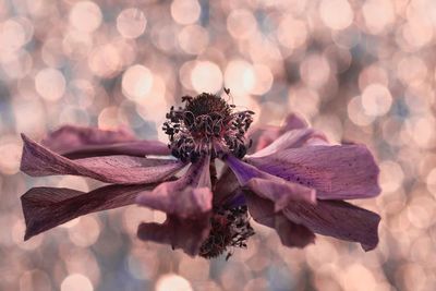 Close-up of purple flower with bokeh light background 