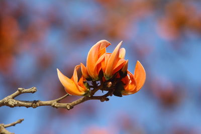 Close-up of orange flower blooming against blue sky
