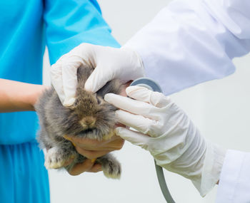 Professional veterinarian holding brown holland lop rabbit.