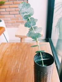 Close-up of potted plant on table