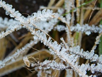 Close-up of white flowers