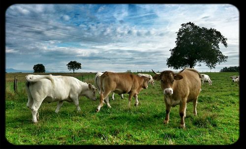 Horse grazing on field