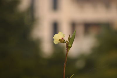 Close-up of flowering plant