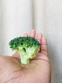 Cropped hand of person holding broccoli against curtain