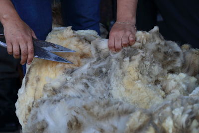 Close-up of person cutting wool from sheep