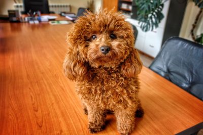 Portrait of french poodle on table