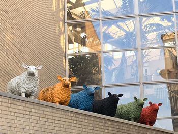 Cats relaxing in glass window