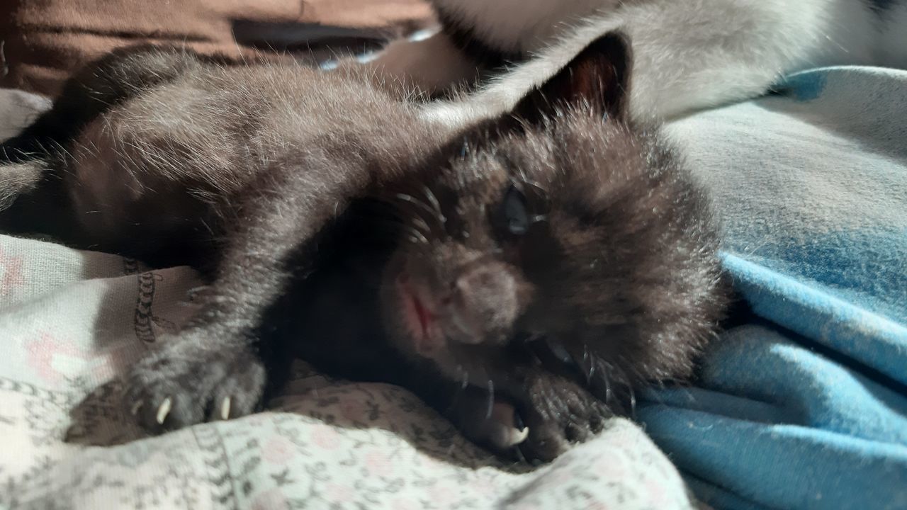 CLOSE-UP OF A SLEEPING CAT