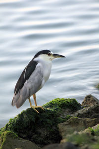 Close-up of bird perching on rock against lake