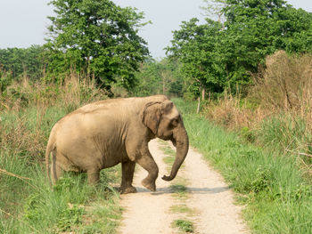Elephant on dirt road