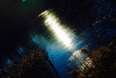 Low angle view of trees against sky at night