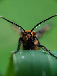 Close-up of insect on leaf