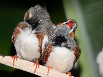 Close-up of birds perching on wood