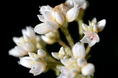 Close-up of white flowering plant against black background