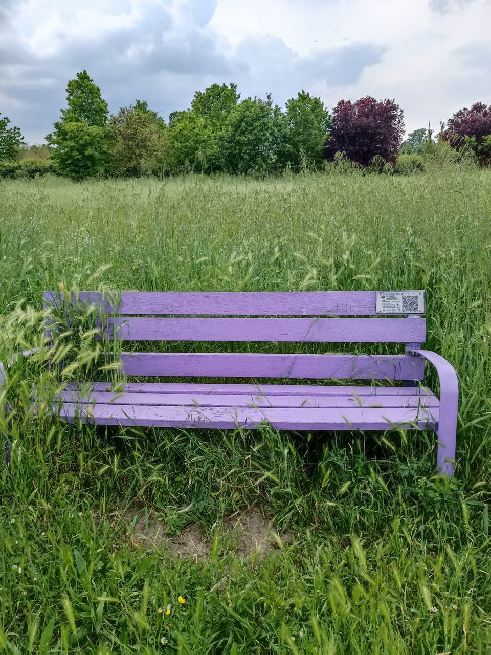 plant, grass, bench, nature, green, seat, meadow, cloud, field, tranquility, growth, sky, park bench, land, landscape, no people, beauty in nature, lawn, tranquil scene, flower, day, tree, furniture, empty, park, relaxation, outdoors, scenics - nature, absence, environment, rural area, rural scene, pasture, park - man made space, wood, plain