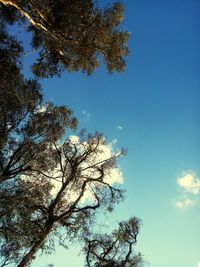 Low angle view of tree against blue sky